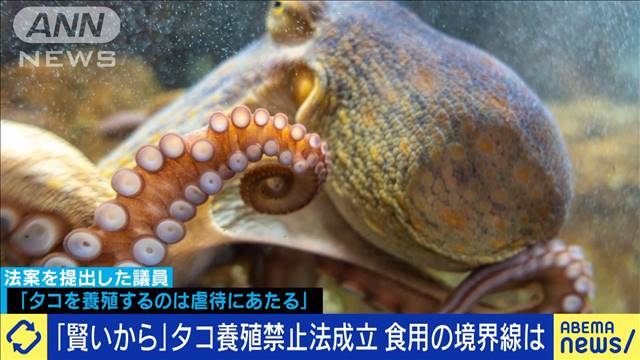 「知能が高い」タコ養殖禁止法が成立　食用の境界線は？