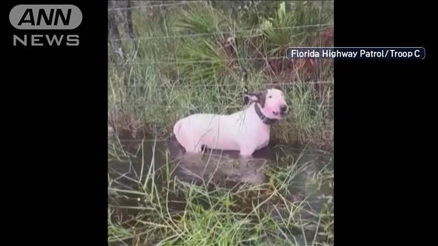 米ハリケーン　洪水被害の中“犬を置き去り”　逮捕の飼い主は…