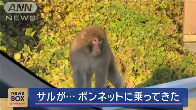 サルがボンネットに乗ってきた　「威嚇してたよう」住宅地も繁華街も