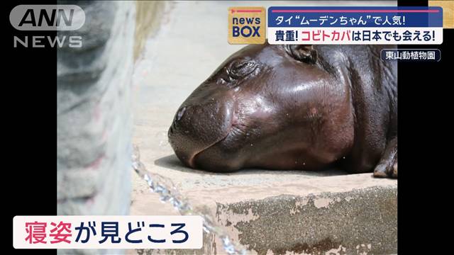 貴重！コビトカバは日本でも会える！　タイ“ムーデンちゃん”で人気！