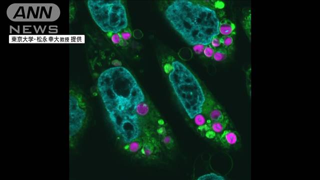 植物と動物のハイブリッド細胞？！動物細胞に「葉緑体」移植成功　光合成反応を確認