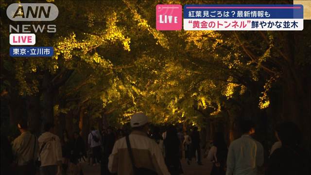 【中継】“黄金のトンネル”200本のイチョウ並木　昭和記念公園で秋のライトアップ