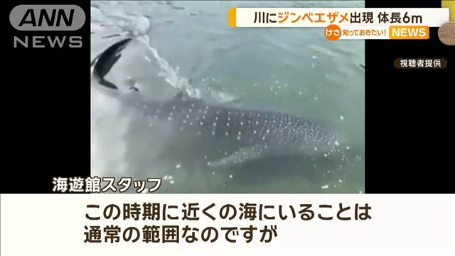 川に“ジンベエザメ”出現　体長6メートルほど　愛媛・宇和島市