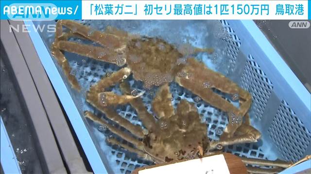 “冬の到来”鳥取港で松葉ガニの初セリ　最高値は1匹150万円！