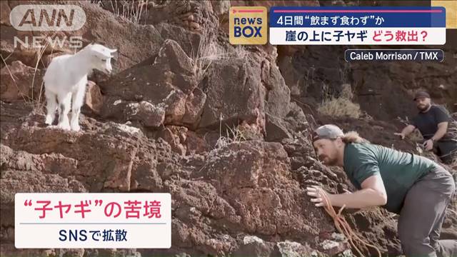 崖の上に子ヤギ　どう救出？　4日間“飲まず食わず”か　ハワイ・オアフ島