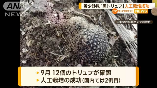 高級食材「黒トリュフ」　山梨で人工栽培に成功、国内で2例目　6年前から試み