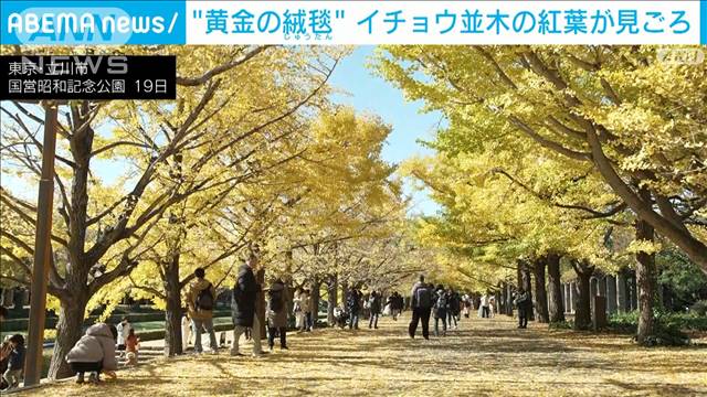 “黄金の絨毯”イチョウ並木の紅葉が見ごろ