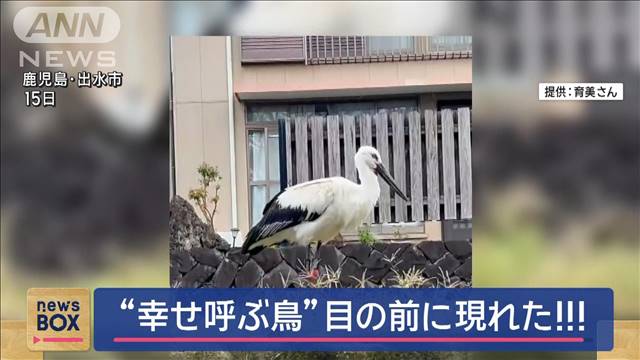 「ツルだと思ったのに…大喜び」“幸せ呼ぶ鳥”目の前に現れた！！！