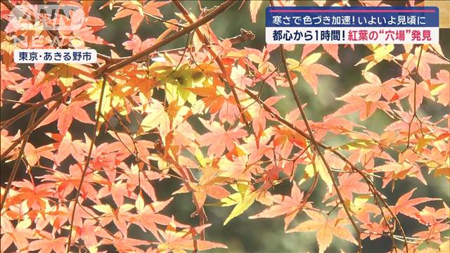 都心から1時間！　紅葉の“穴場”発見　寒さで色づき加速…見頃に！