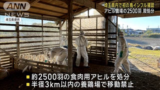 アヒル農場の2500羽を殺処分　埼玉・行田市で鳥インフル確認