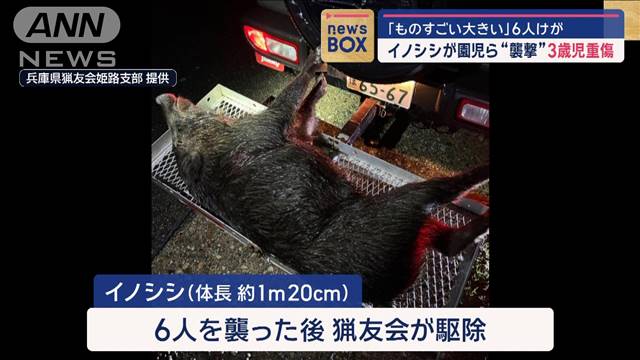 「ものすごい大きい」イノシシが園児ら襲撃　3歳男児重傷　兵庫