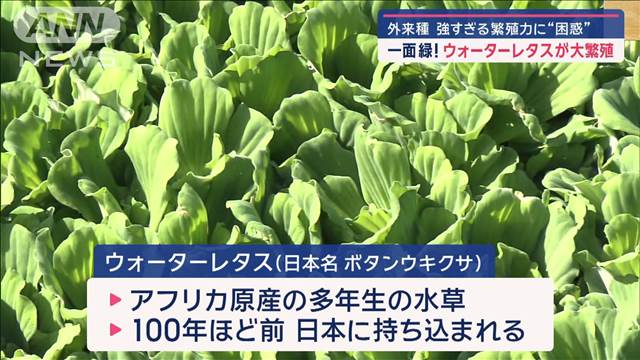 一面緑！熊本でウォーターレタス大繁殖　かつて除去した大阪の秘策は