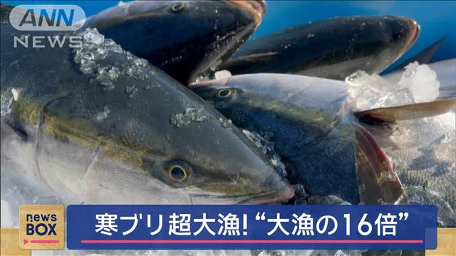 寒ブリ超大漁！“大漁の16倍”「うれしいうれしい大満足」