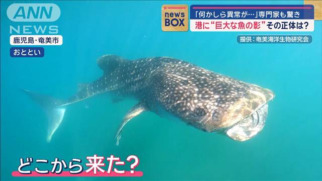 奄美の漁港に巨大魚の“影”「何かしら異常が…」専門家も驚くその正体