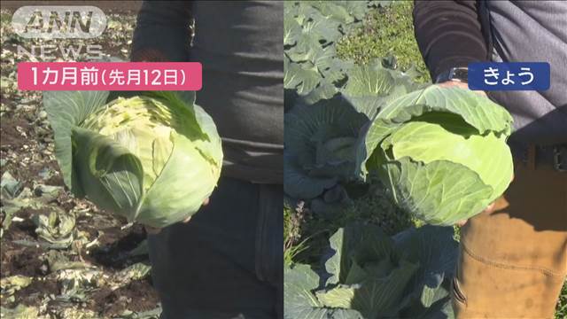 カラカラで異変 旬の野菜ピンチ　東京で6日連続「乾燥注意報」