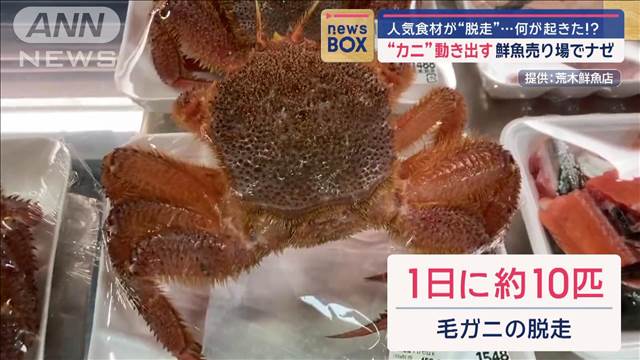 ラップ破り“カニ”動き出す 鮮魚売り場で人気食材が“脱走”…何が起きた!?