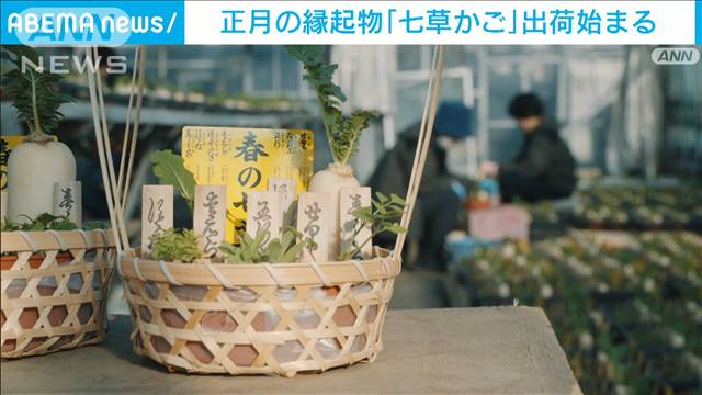 一年の無病息災を願い…正月の縁起物「七草かご」出荷が始まる