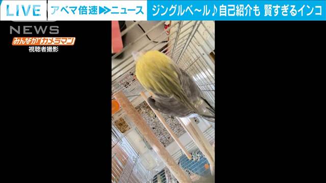 もうすぐクリスマス 「ジングルベル」を軽快に歌うオカメインコ 飼い主とセッションも