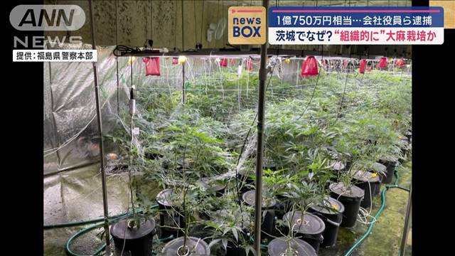 “組織的に”大麻栽培か　1億750万円相当…会社役員ら逮捕　茨城でなぜ？