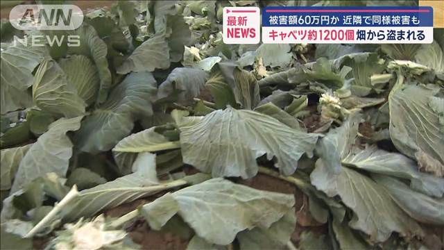 キャベツ約1200個、畑から盗まれる　被害額60万円か　近隣で同様被害も