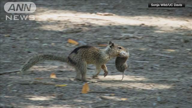 ネズミを捕食する野生の「肉食リス」見つかる　米カリフォルニア州で初