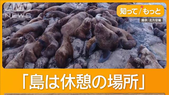 無人島にトド500頭　エサ求め南下　北海道稚内市