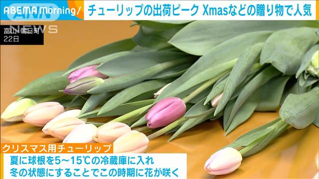 チューリップ出荷がピーク　クリスマスから正月にかけて人気　富山・朝日町