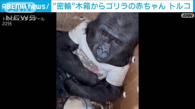 ゴリラの赤ちゃんを密輸か　木箱の中から…空港で税関職員が発見　トルコ