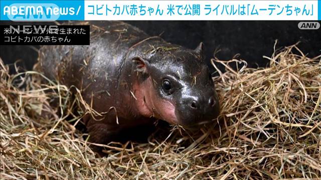 赤ちゃんコビトカバ　米の動物園で公開　ライバルは「ムーデンちゃん」