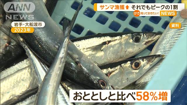 サンマ漁獲↑　それでもピークの1割