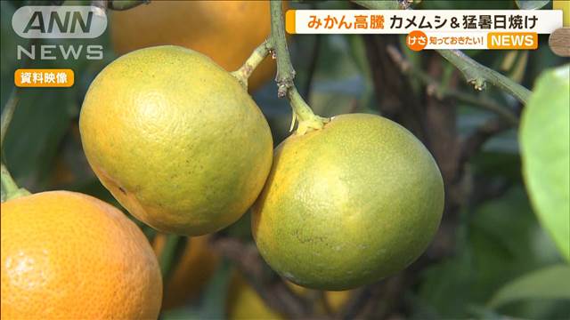 ミカン高騰　カメムシ＆猛暑日焼け