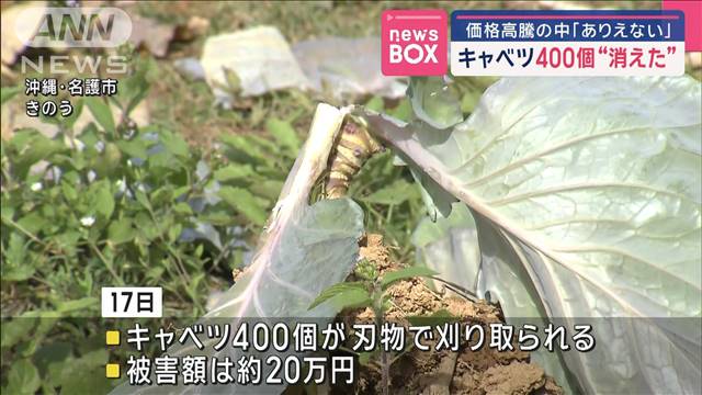 キャベツ400個“消えた”　価格高騰の中「ありえない」