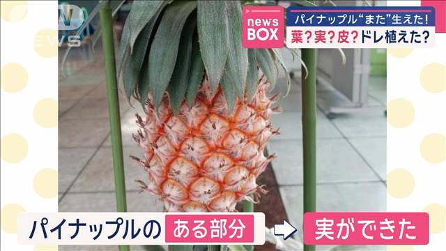 パイナップル“また”生えた！　葉？実？皮？ドレ植えた？