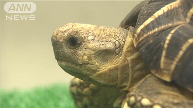 池袋の「サンシャイン水族館」元館長ら4人を書類送検　飼育数偽り管理費詐取か