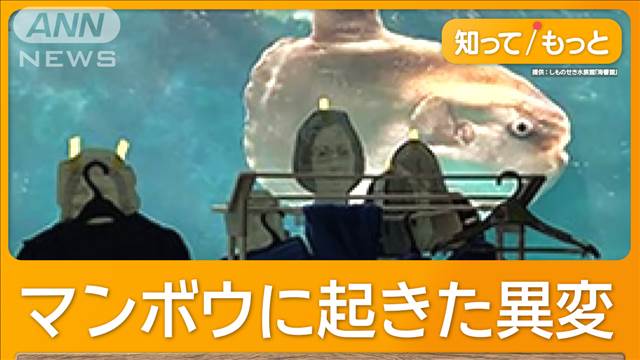 改修休館でマンボウ体調崩す　寂しさ原因か　人の顔写真を水槽に貼ったら回復