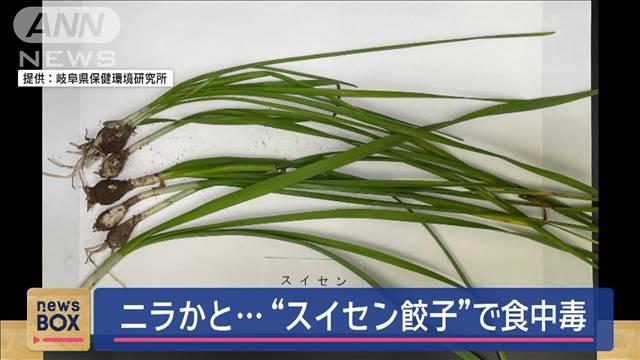 ニラかと…　“スイセン餃子”で食中毒