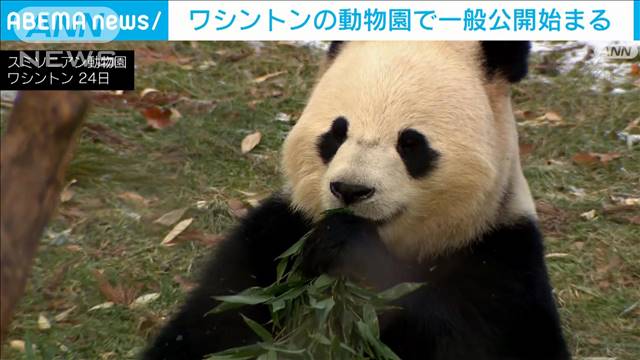 米ワシントン動物園でパンダの一般公開始まる　トランプ政権で米中関係緊張のなか