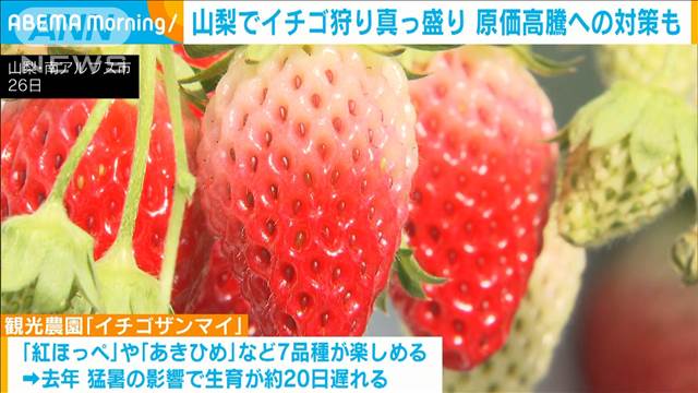 イチゴ狩り最盛期　燃料高も工夫で「例年通りの料金」に　山梨