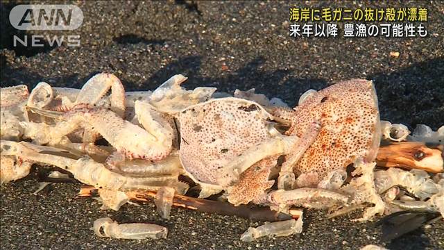 海岸に大量の毛ガニの甲羅や脚が漂着　豊漁の可能性も　北海道 白老町