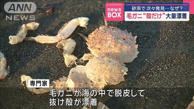 毛ガニ“殻だけ”大量漂着　砂浜で次々発見…なぜ？　北海道・白老町