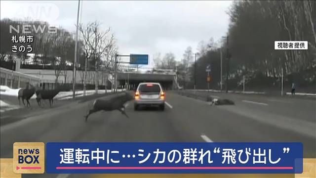 シカの群れ　突然“飛び出し”　運転中「驚いてブレーキを…」